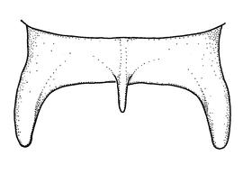  Fig 10,  Anthidium manicatum  male, diagram showing dorsal view of seventh tergum (T7), diagram from Gonzalez and Griswold 2013 
